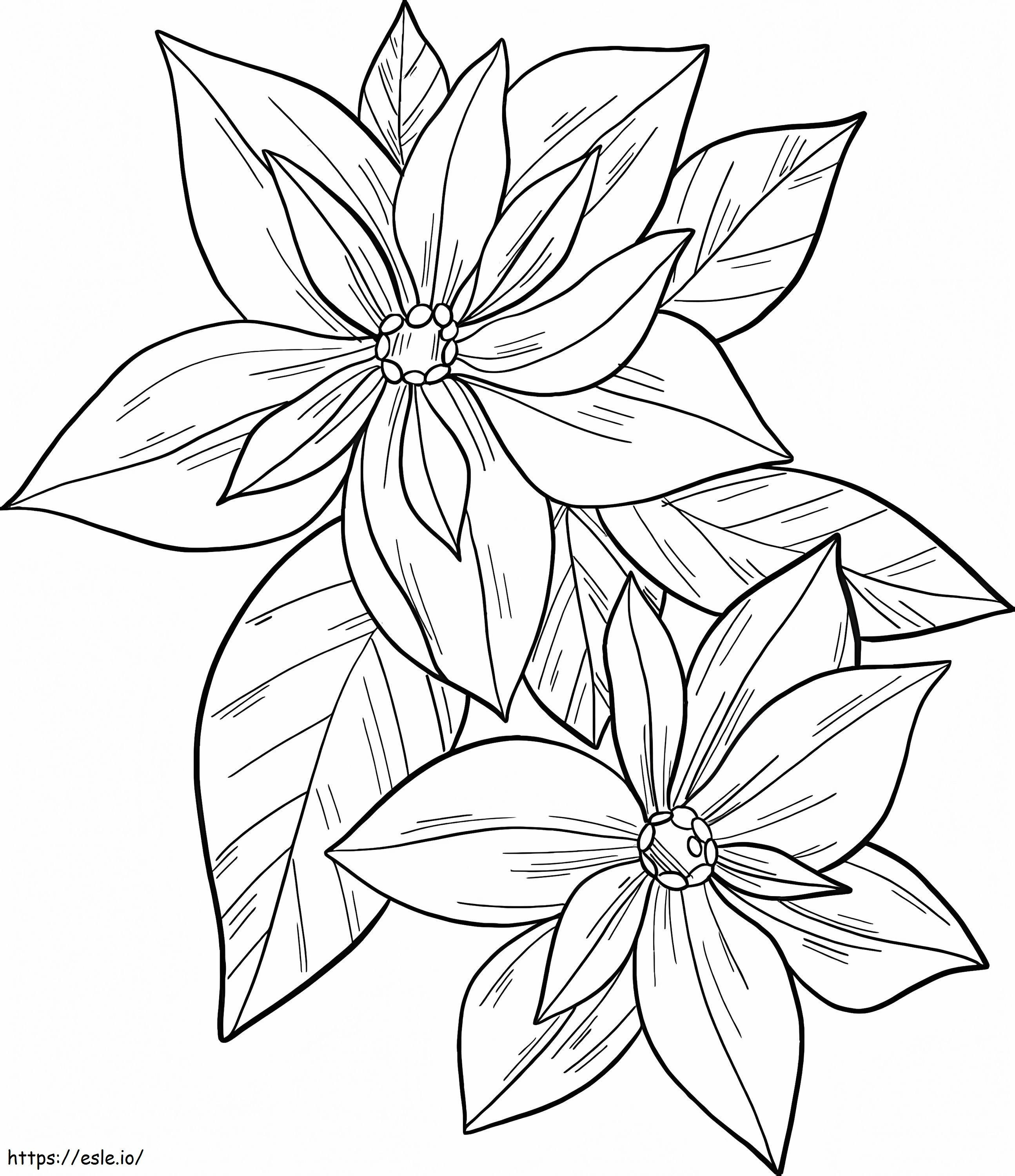 Coloriage Poinsettia à imprimer à imprimer dessin