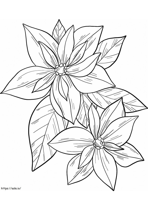 Coloriage Poinsettia à imprimer à imprimer dessin
