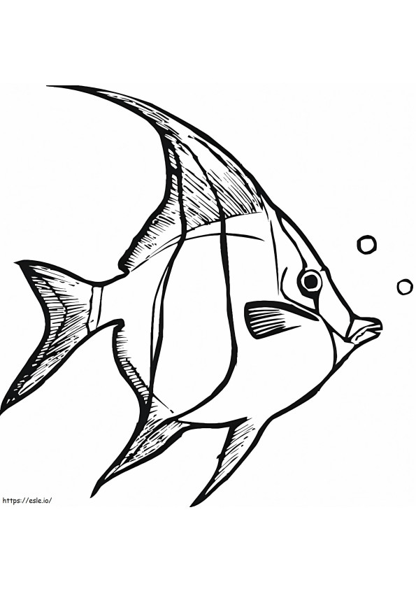 Normal Angelfish coloring page