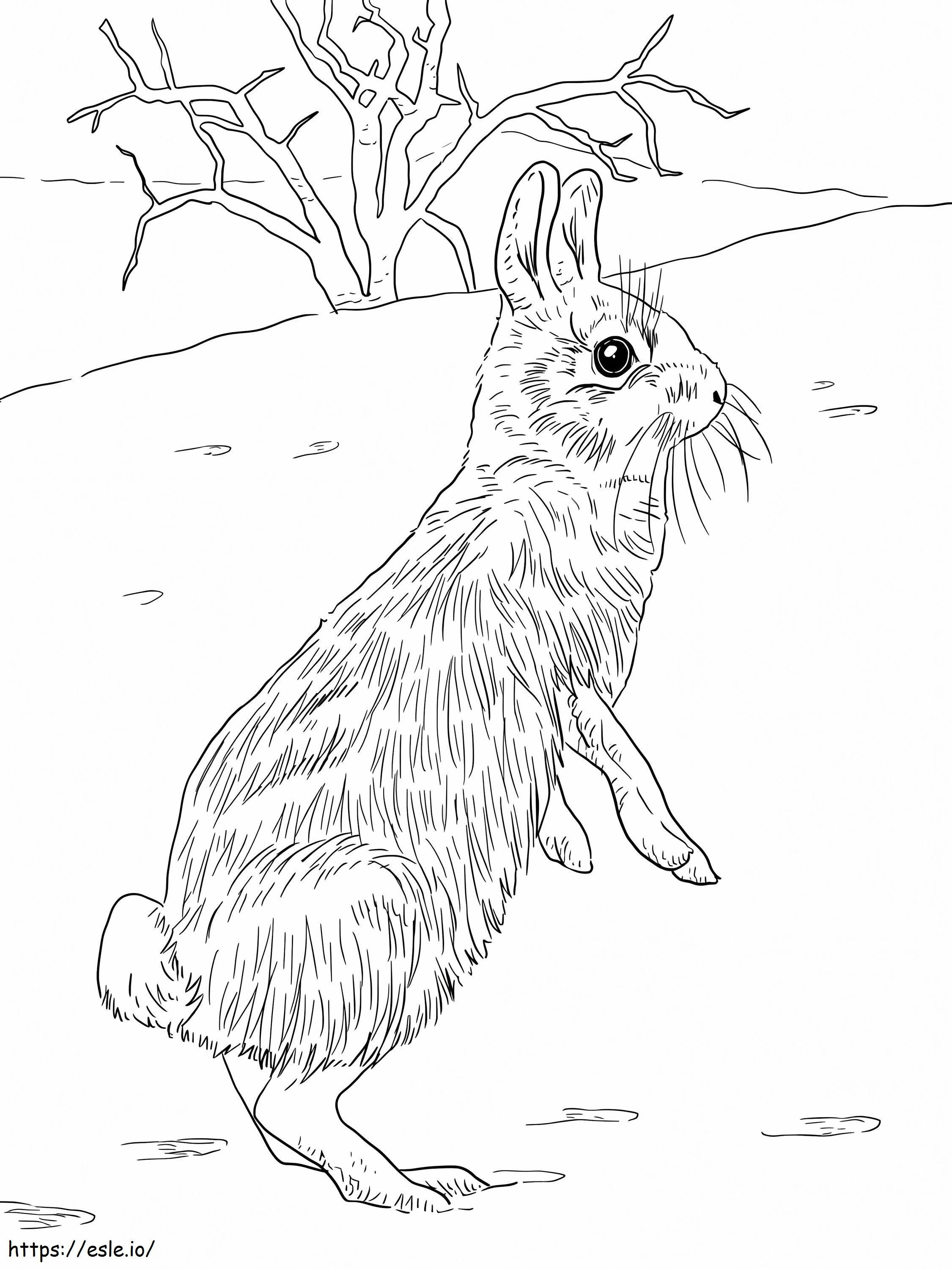 Rabbit On Its Hind Legs coloring page