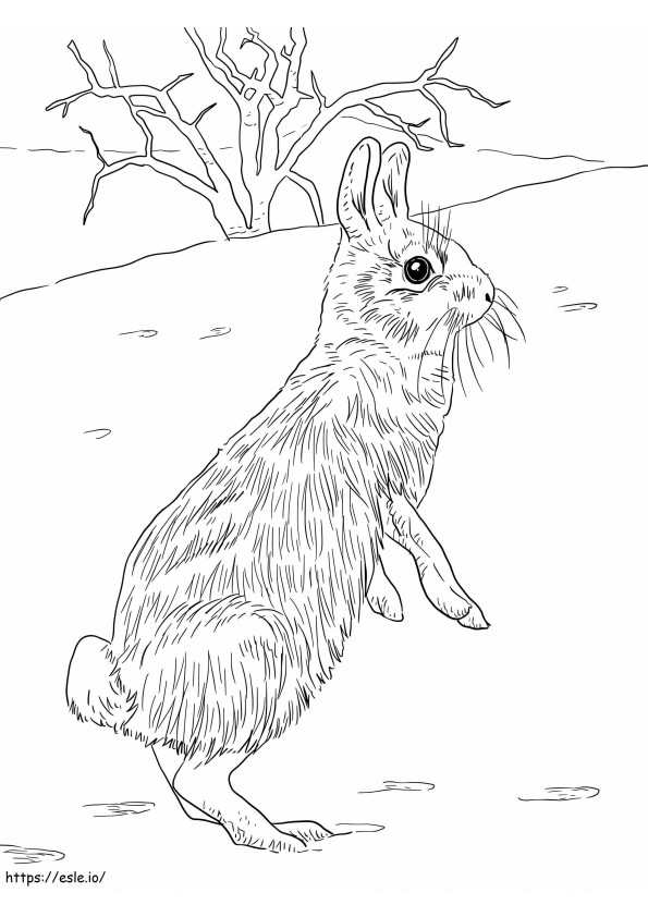 Tavşan Arka Ayakları Üzerinde boyama