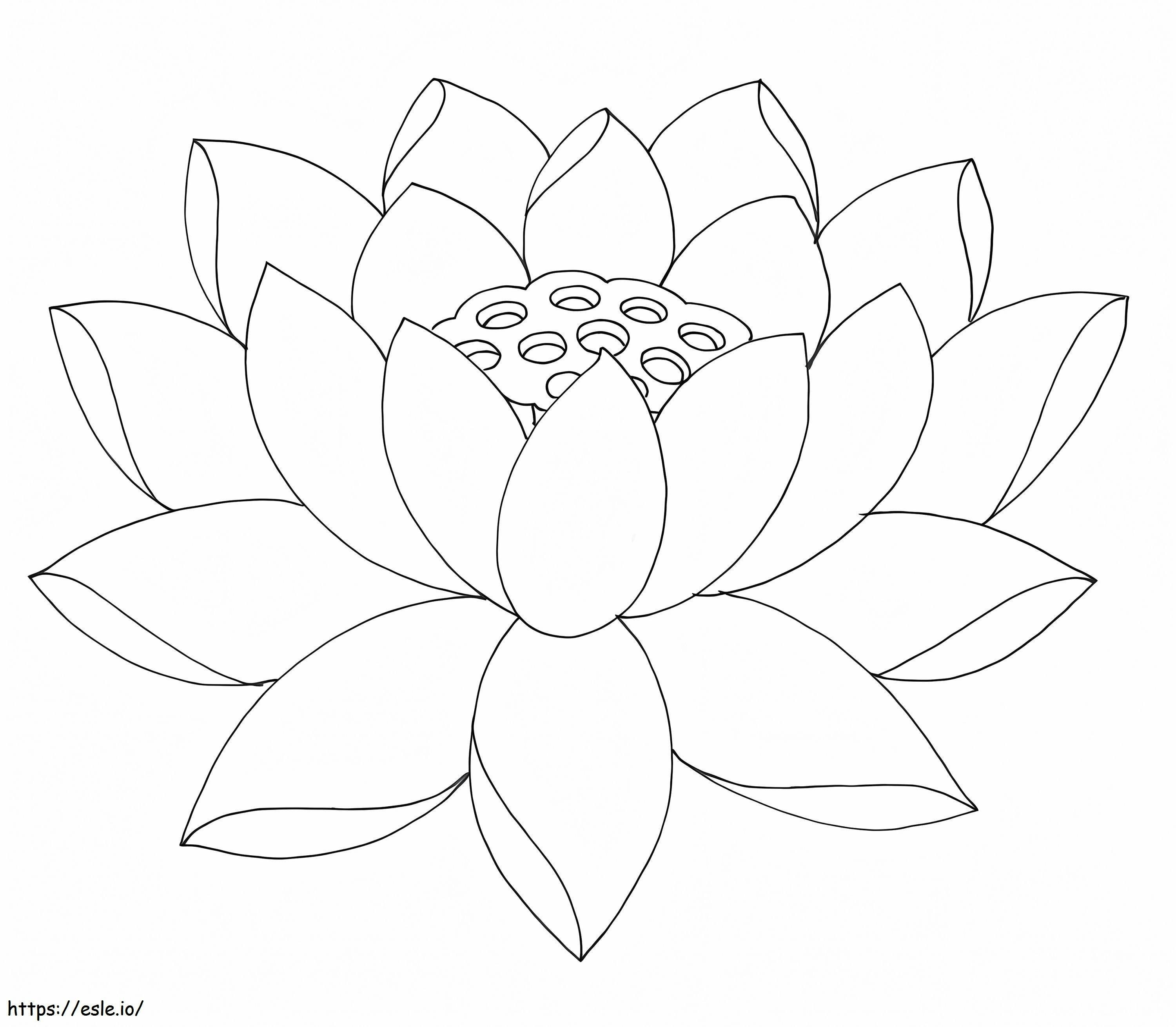 Flor de Lotus para colorir
