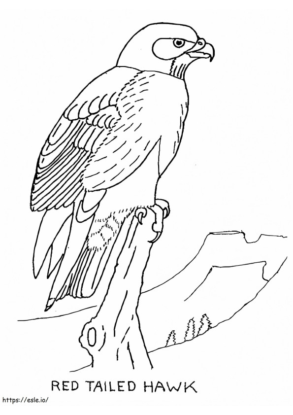 Red Tailed Hawk 1 coloring page