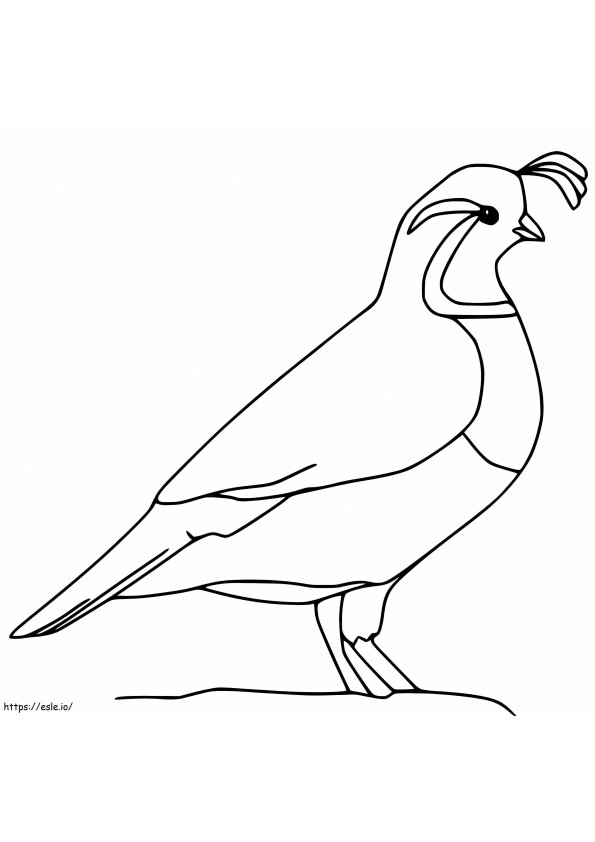 Burung Puyuh Mudah Gambar Mewarnai