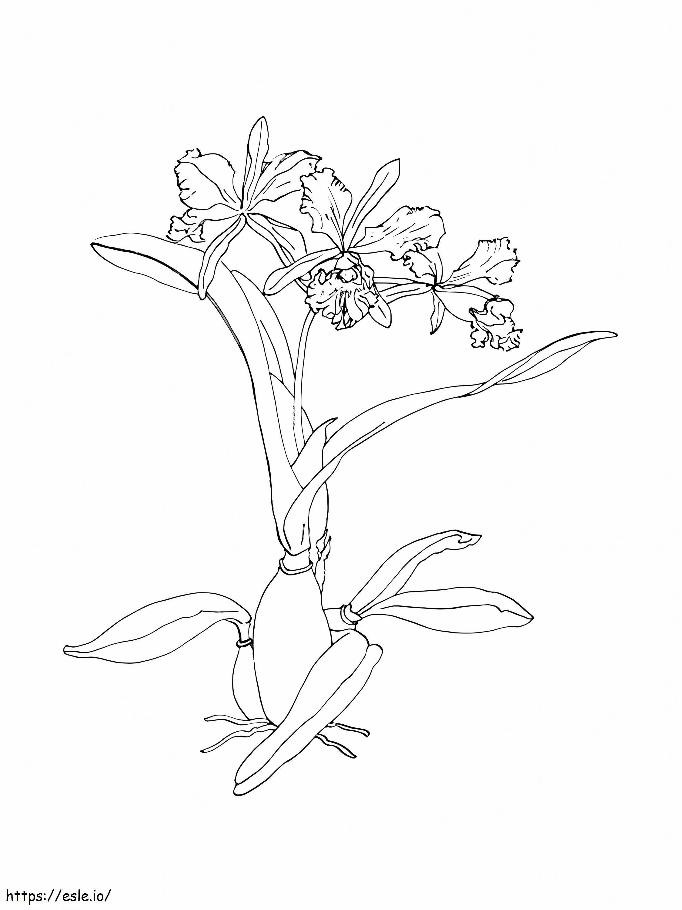Coloriage Fleur d'orchidée gratuite à imprimer dessin