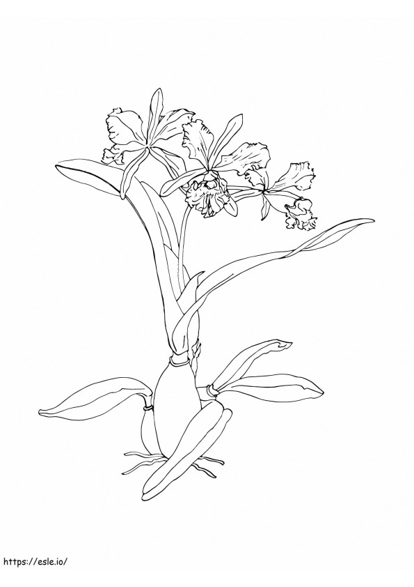 無料の蘭の花 ぬりえ - 塗り絵