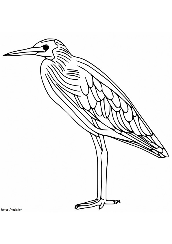 Yellow Bittern 1