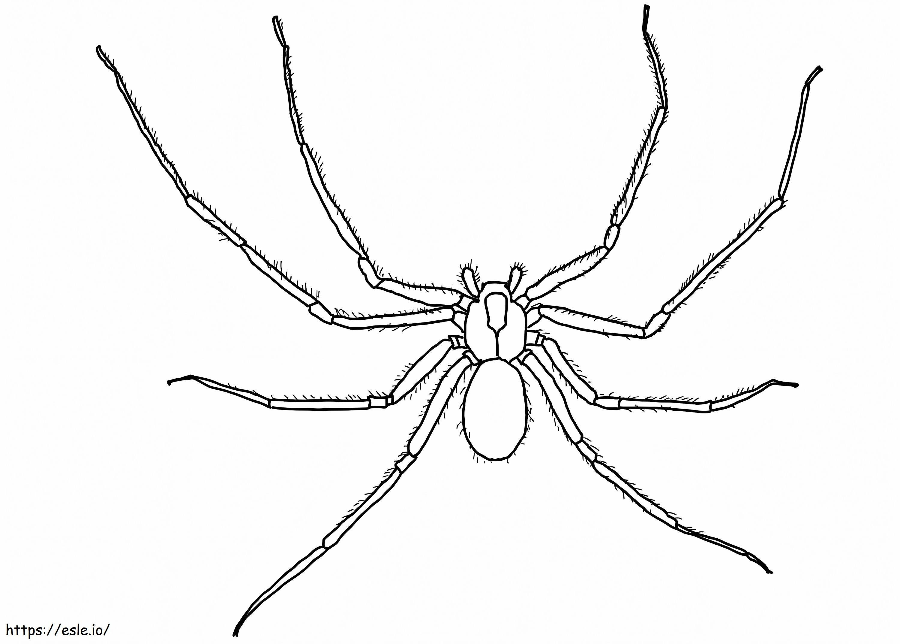 Păianjen reclus maro de colorat