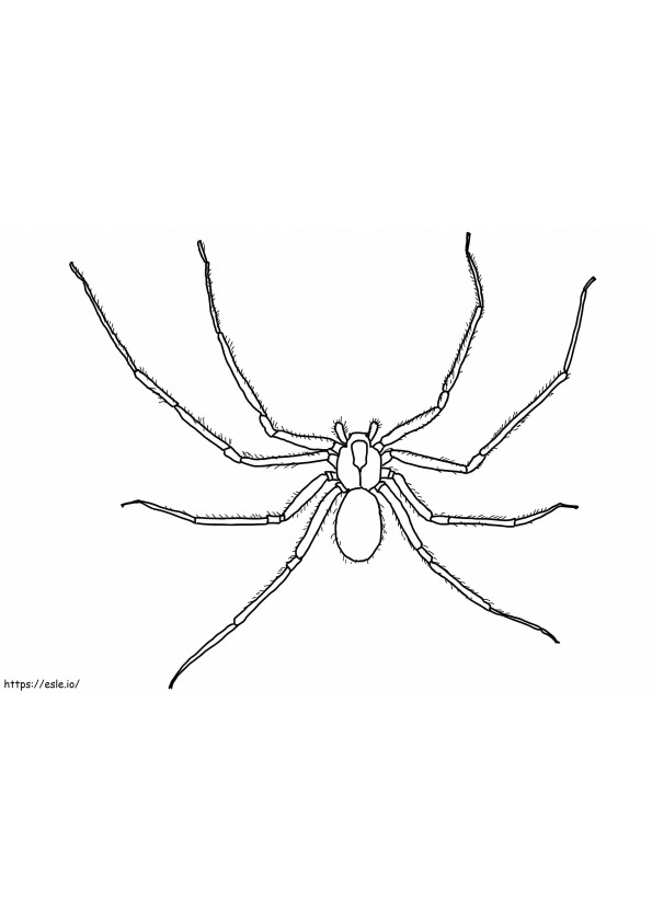 Ruskea erakkohämähäkki värityskuva