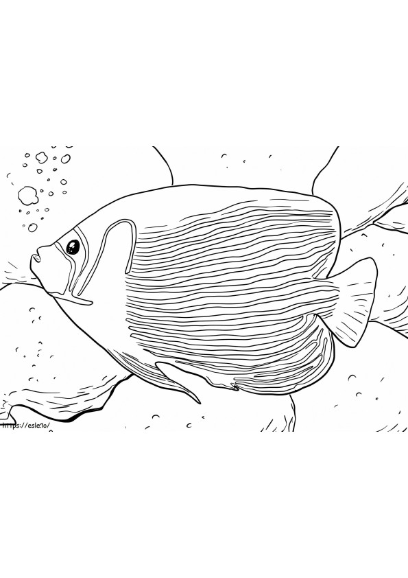 Emperor Angelfish coloring page