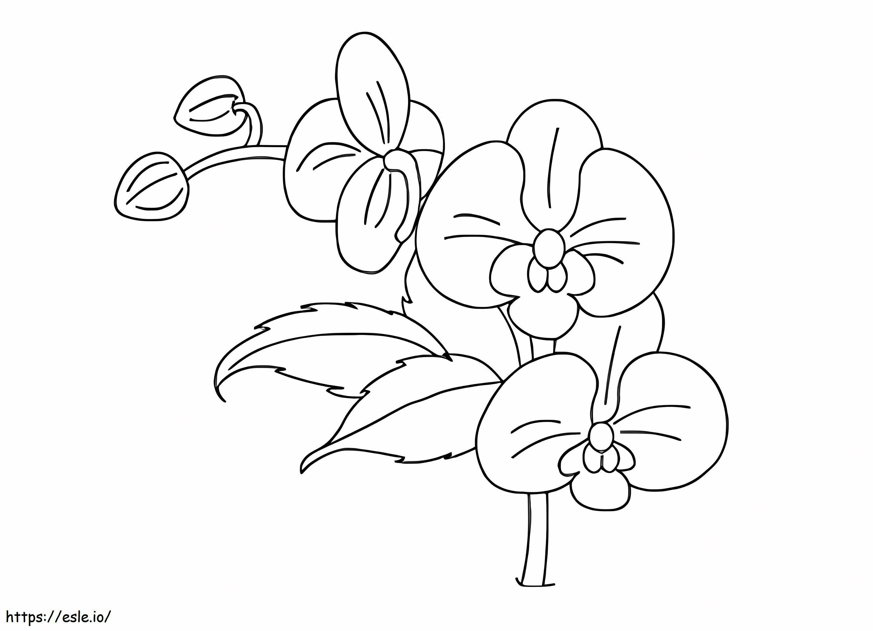 Orkidean kukat värityskuva
