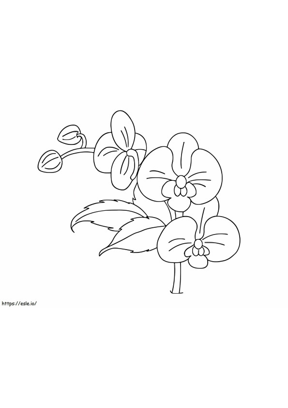 Kwiaty Orchidei kolorowanka