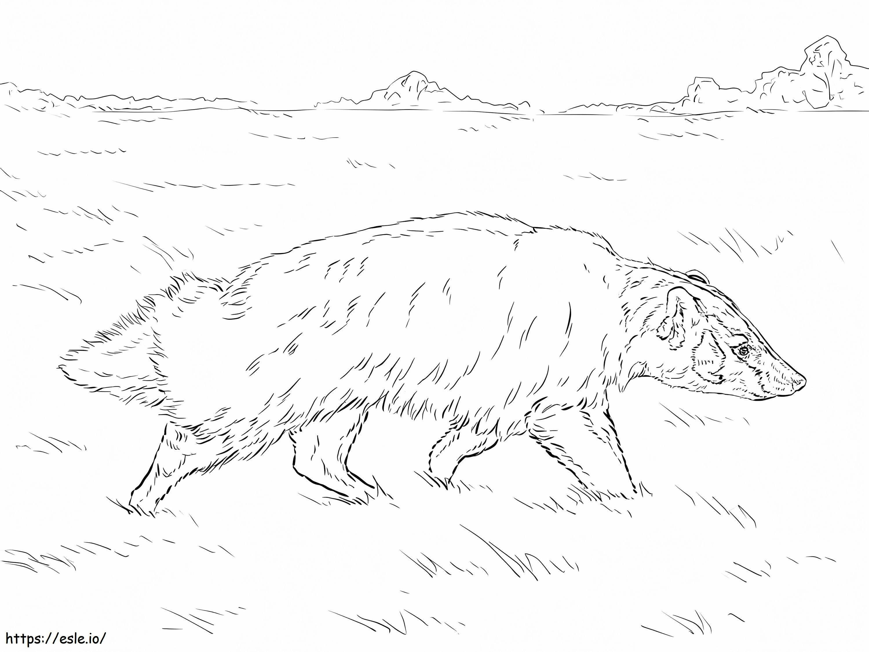 American Badger coloring page
