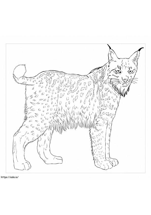 Iberische lynx