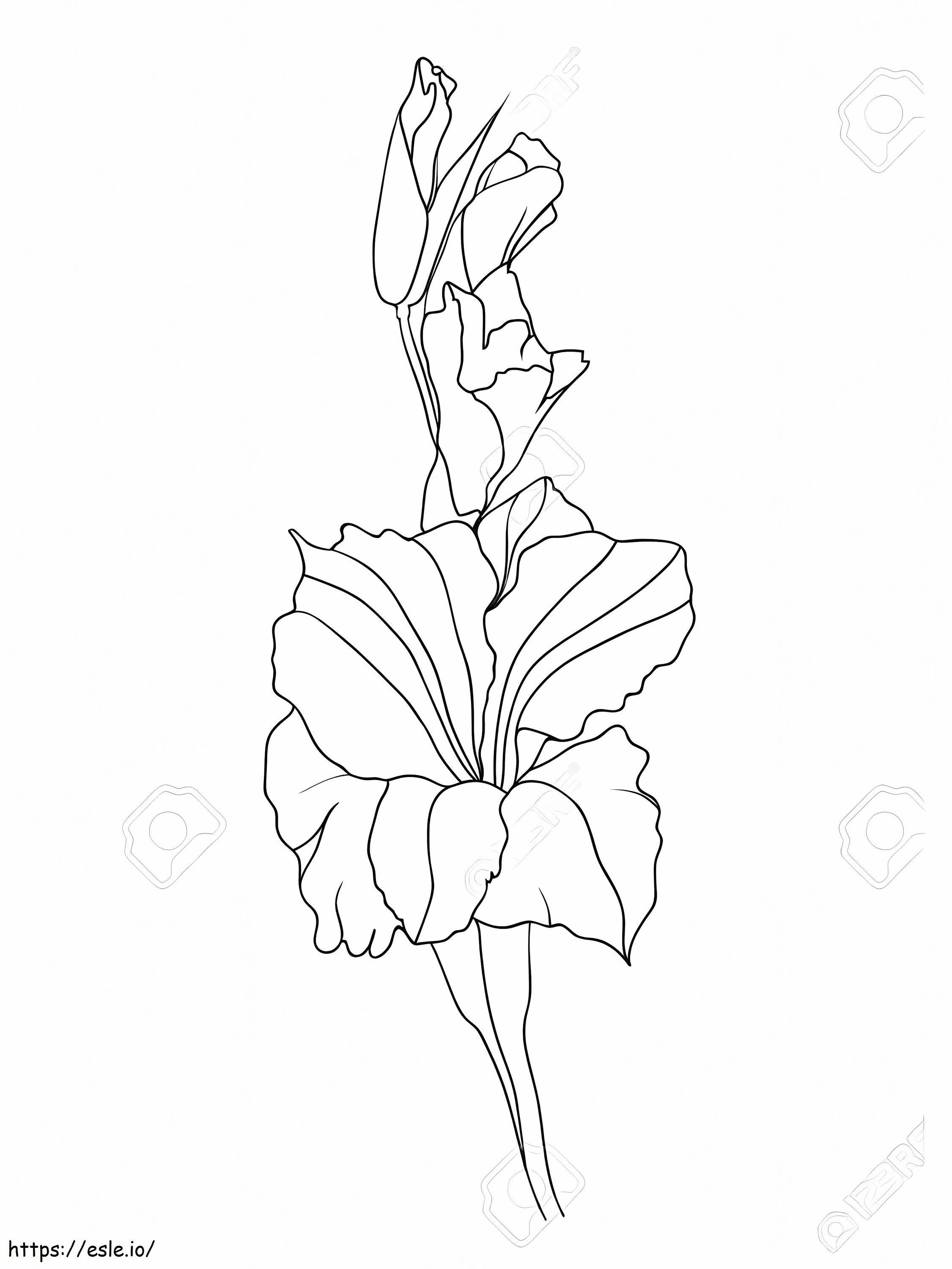 Flores de Gladíolo 16 para colorir