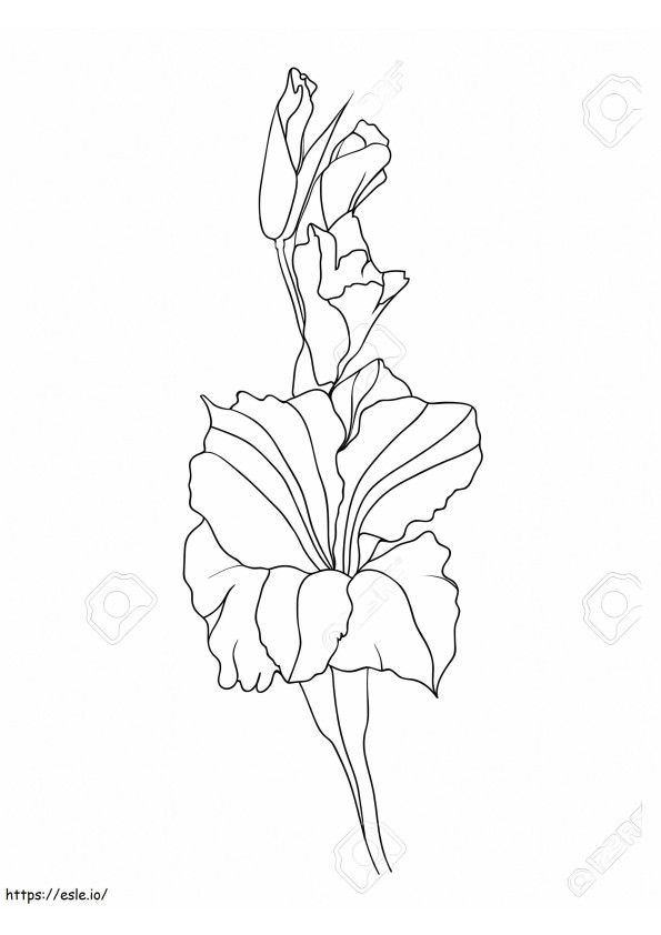 Gladiolus Flowers 16 coloring page