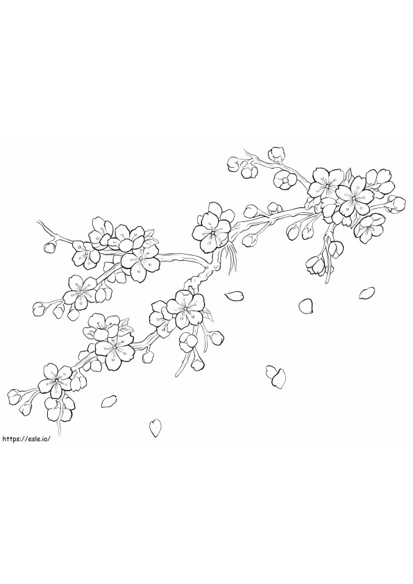 Printable Cherry Blossom coloring page