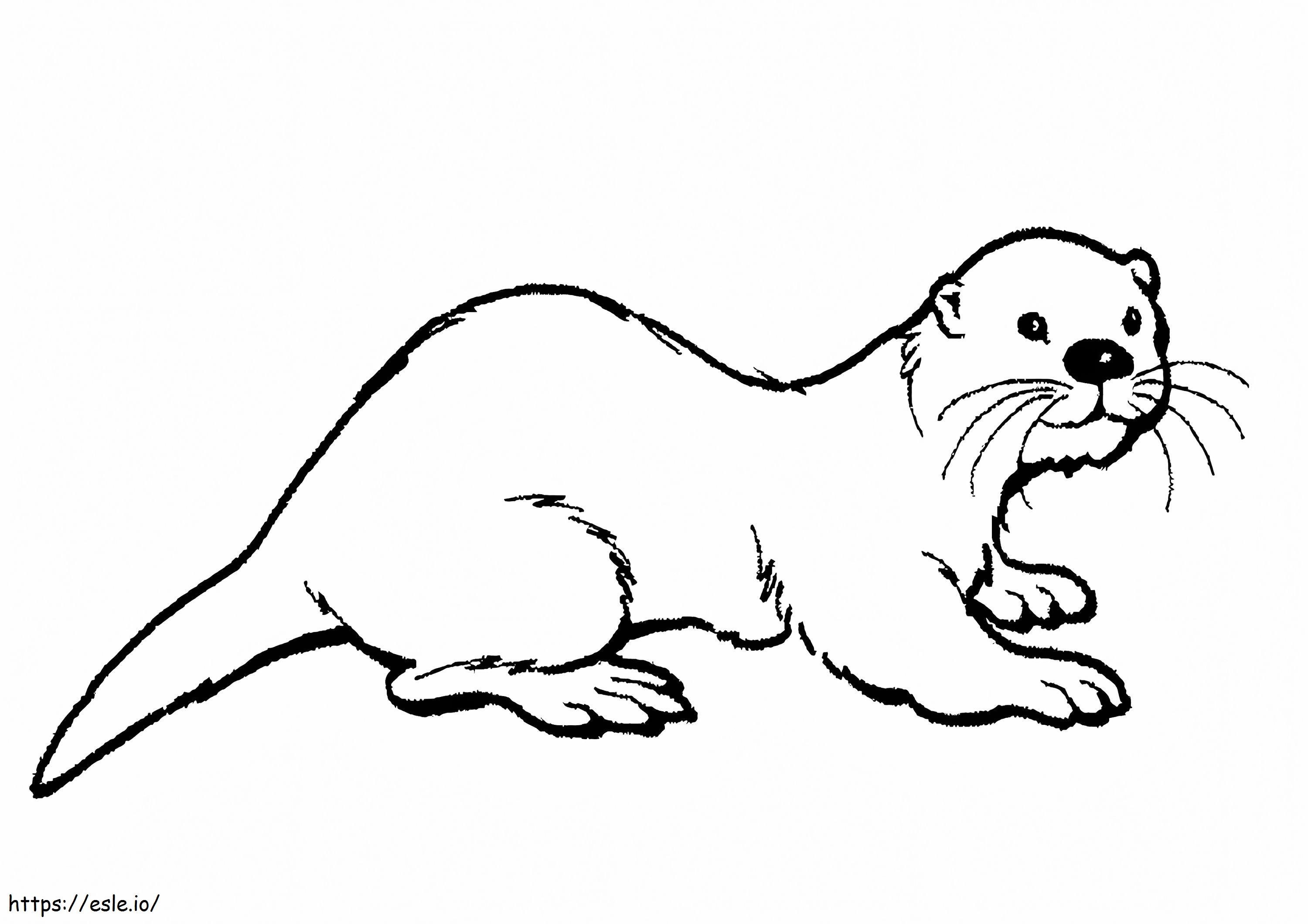 1526458820 Haarnasenotter A4 E1600823143975 ausmalbilder