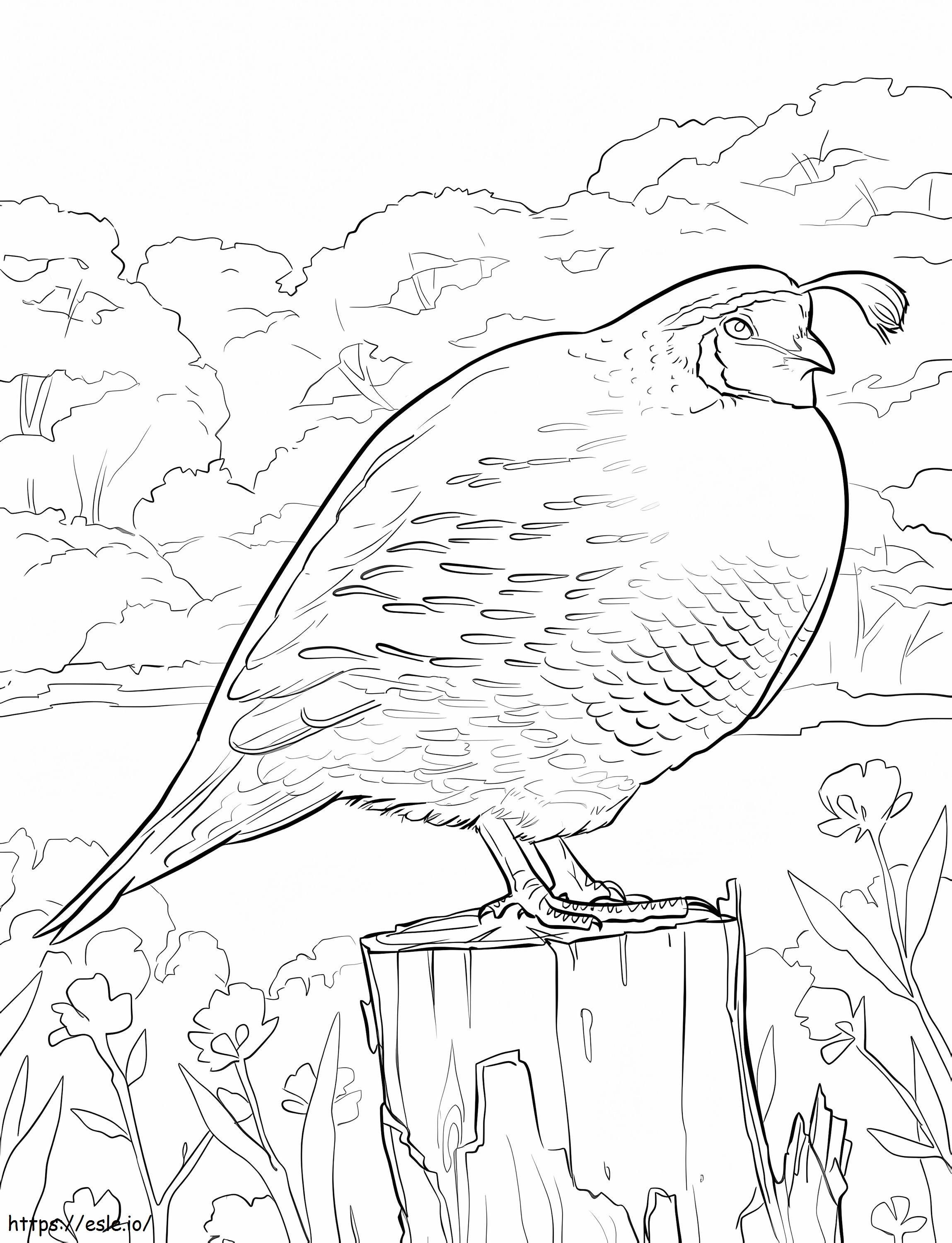 California Quail 2 Coloring Page for Kids