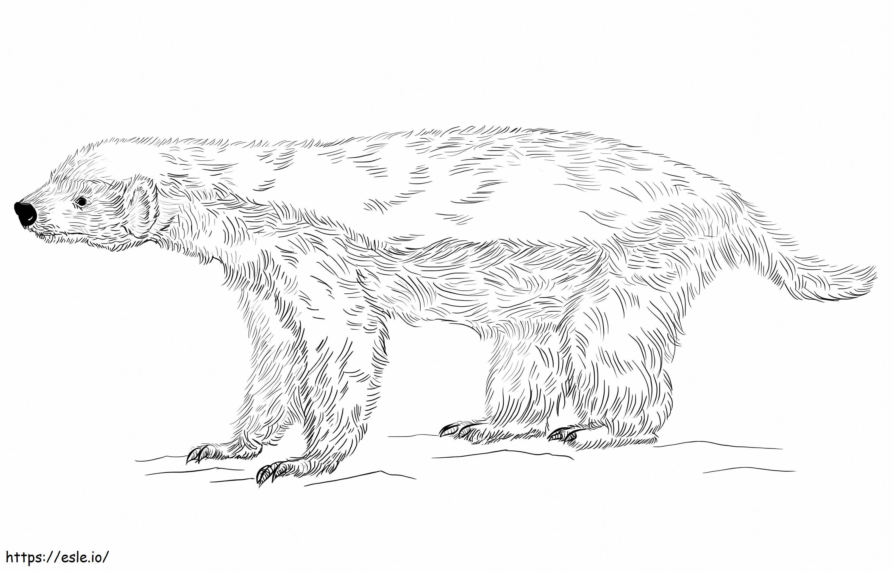 Honey Badger coloring page