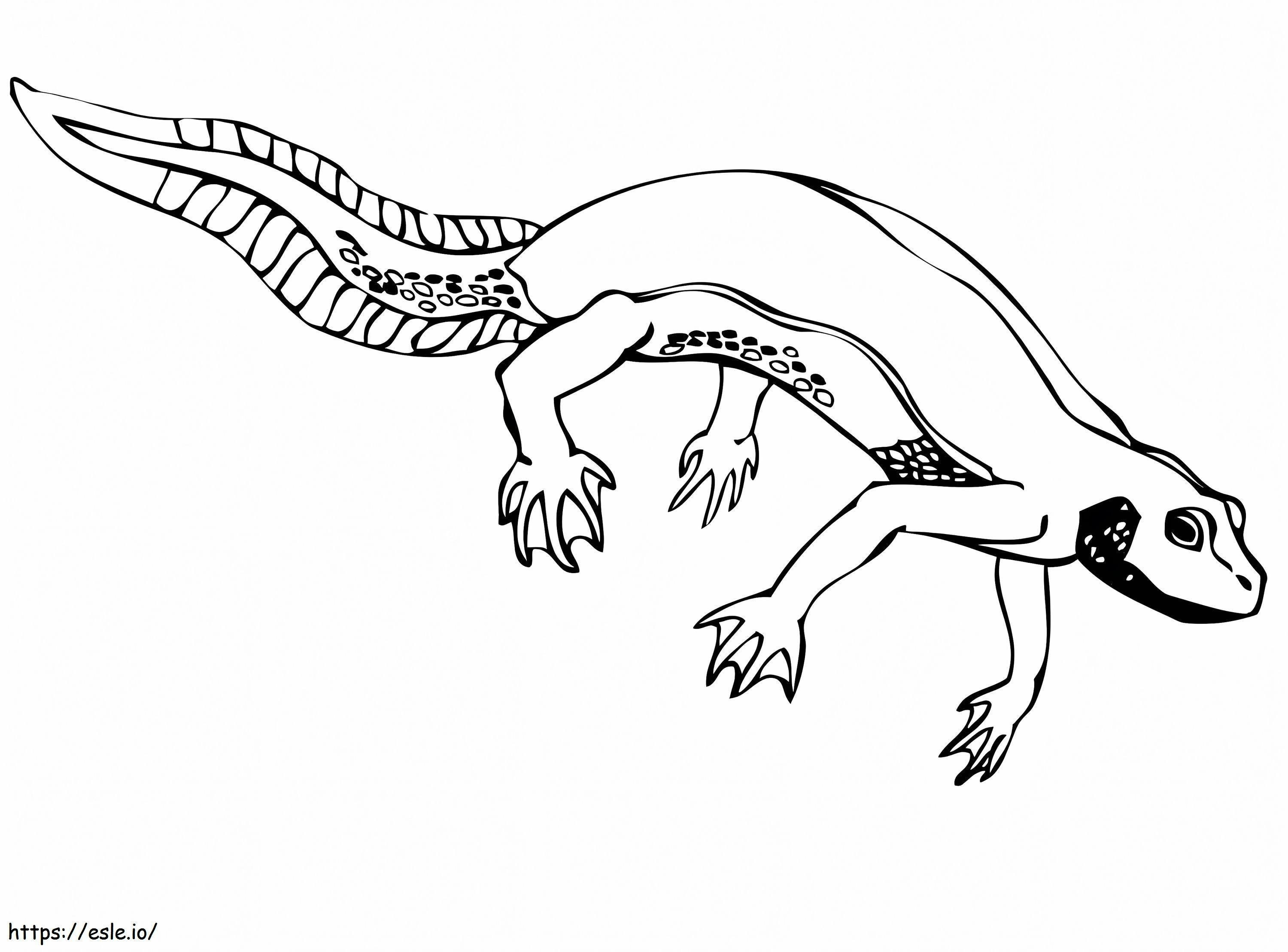 Newt Salamander Gambar Mewarnai