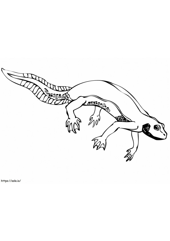 Newt Salamander värityskuva