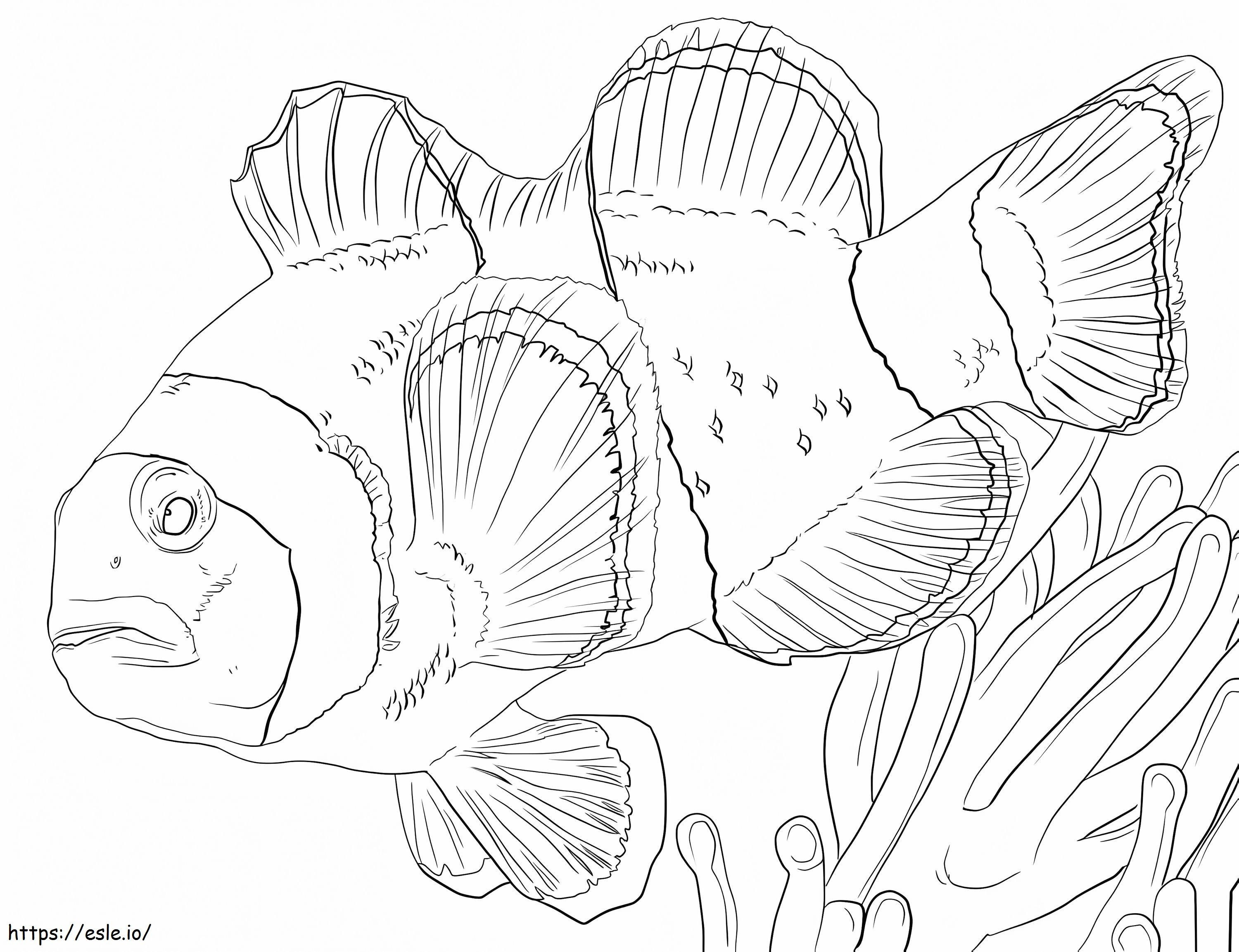 Clown Anemonefish 1 coloring page