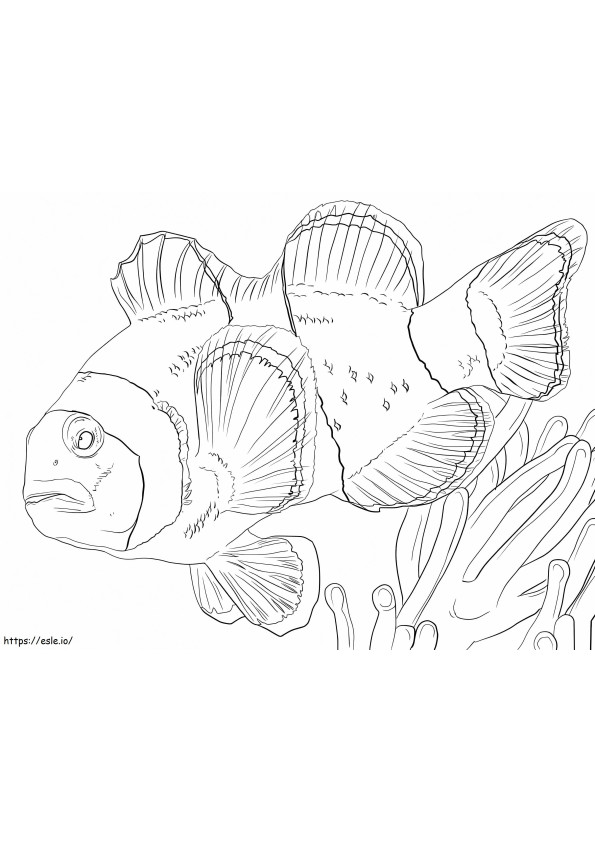 Klovni Anemonefish 1 värityskuva