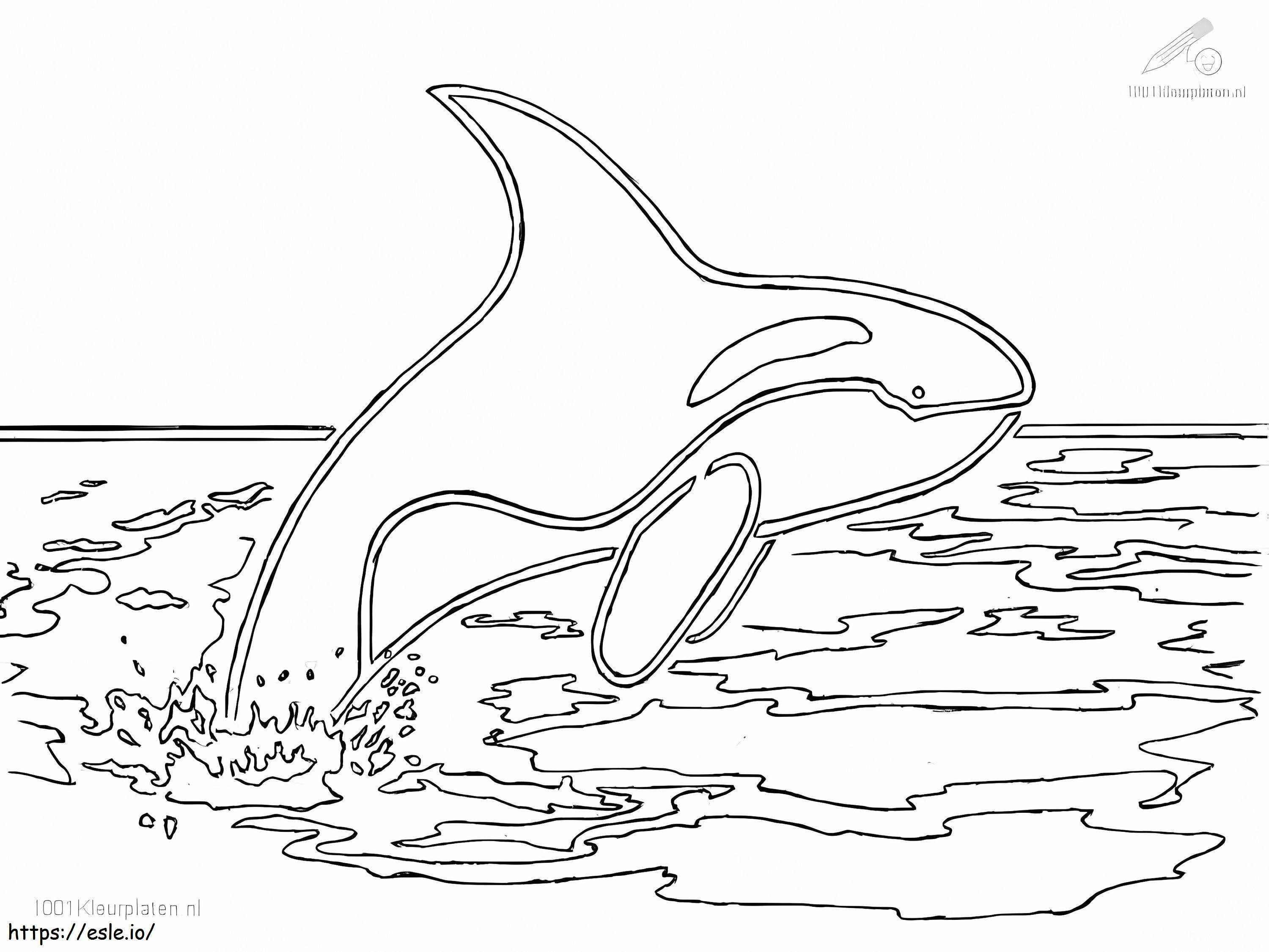Salto de baleia assassina para colorir
