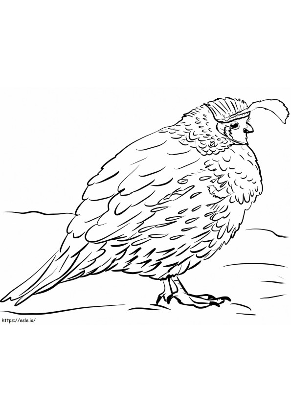 Gambels viiriäinen