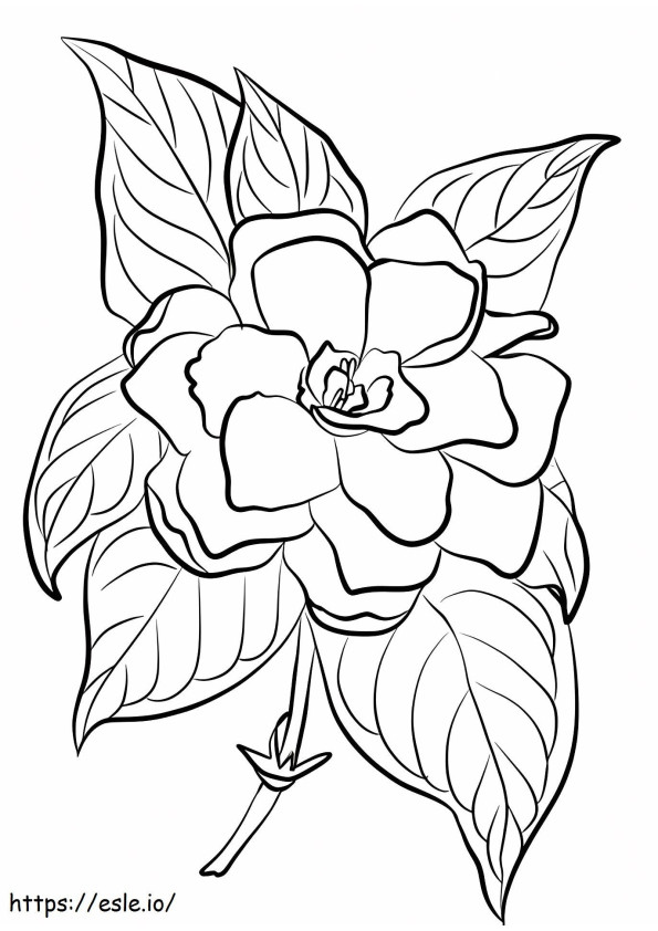 1527066272 Gardenia coloring page