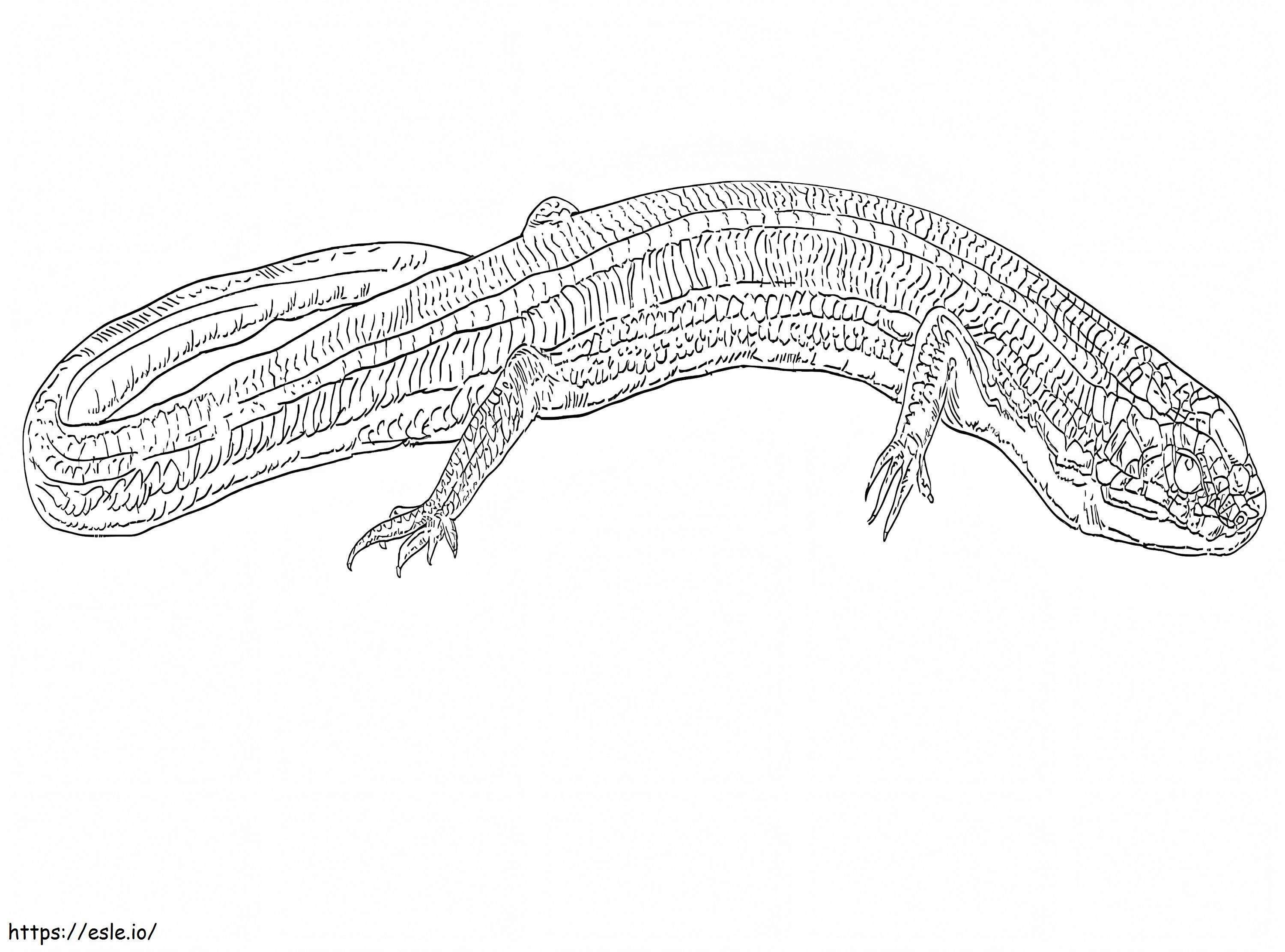 Five Lined Skink coloring page