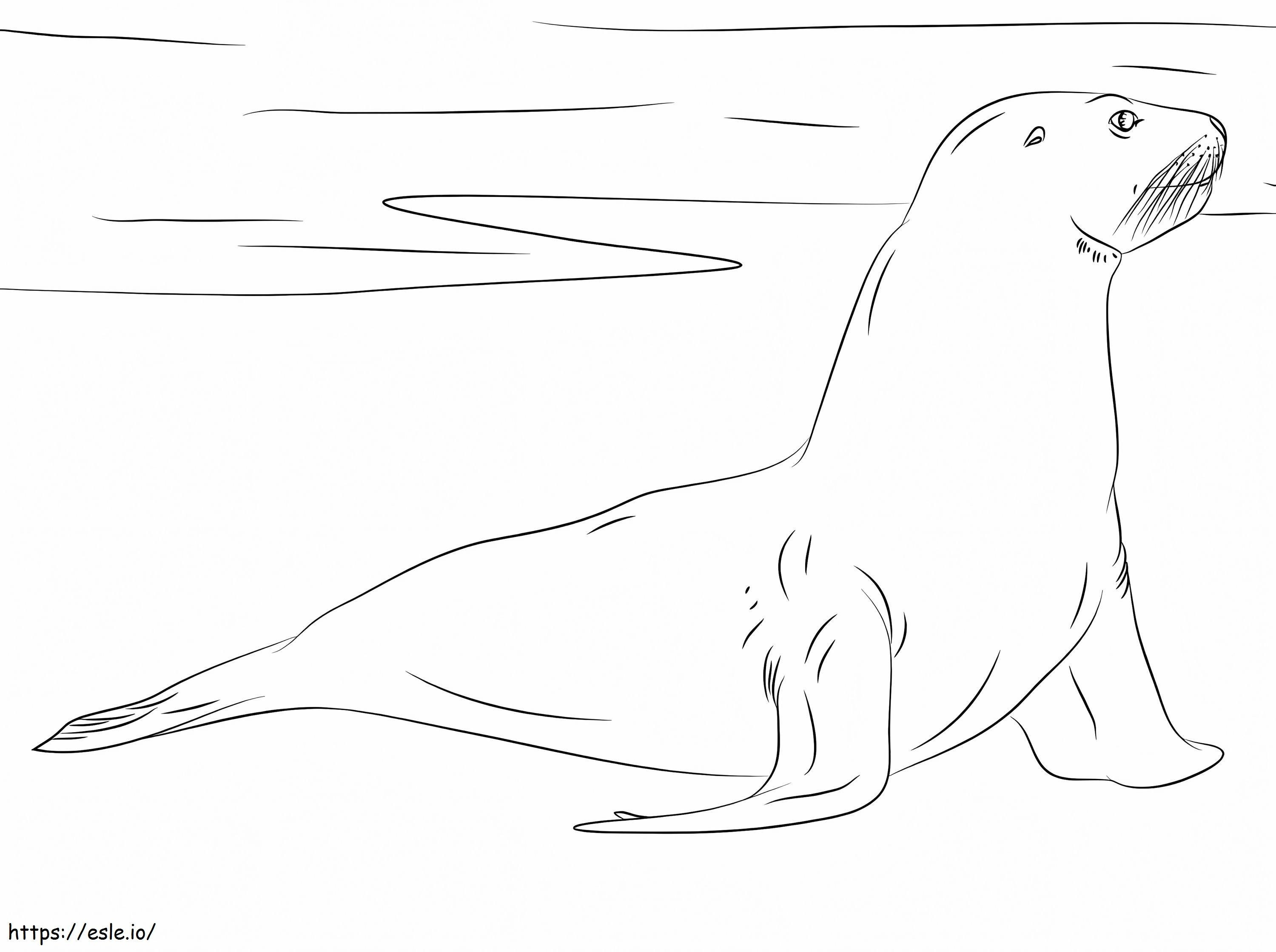 Yeni Zelanda Deniz Aslanı boyama
