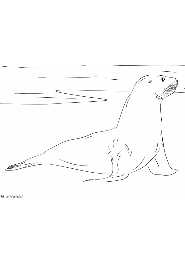 Coloriage Lion de mer de Nouvelle-Zélande à imprimer dessin
