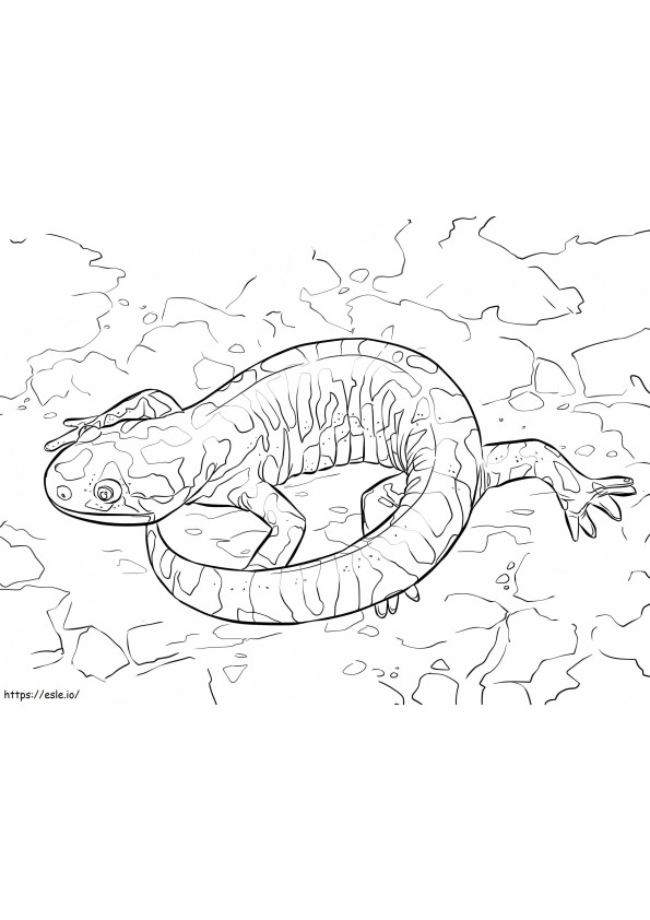 Coloriage Salamandre tigrée barrée à imprimer dessin