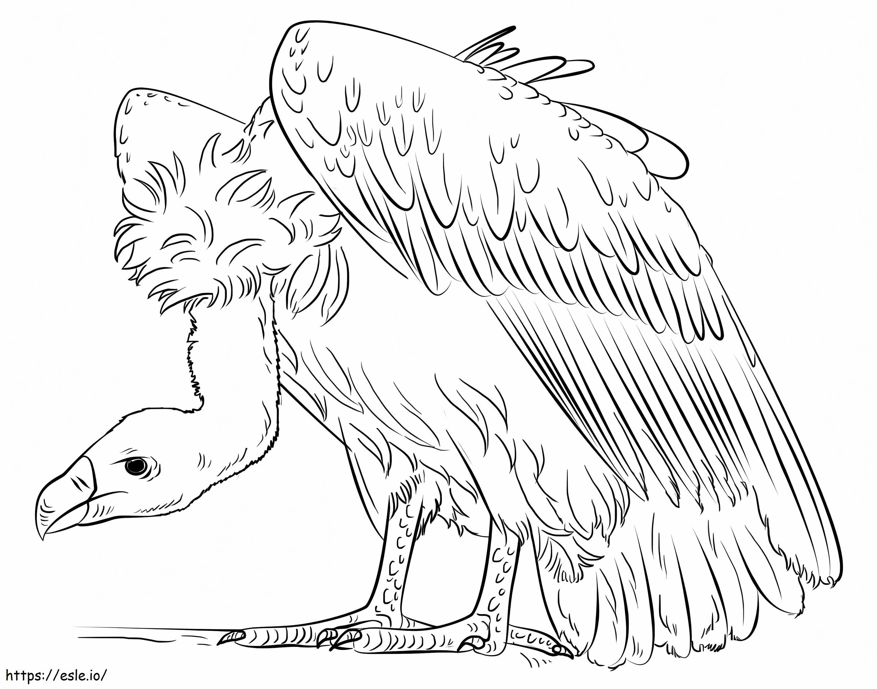 Realistic Vulture coloring page