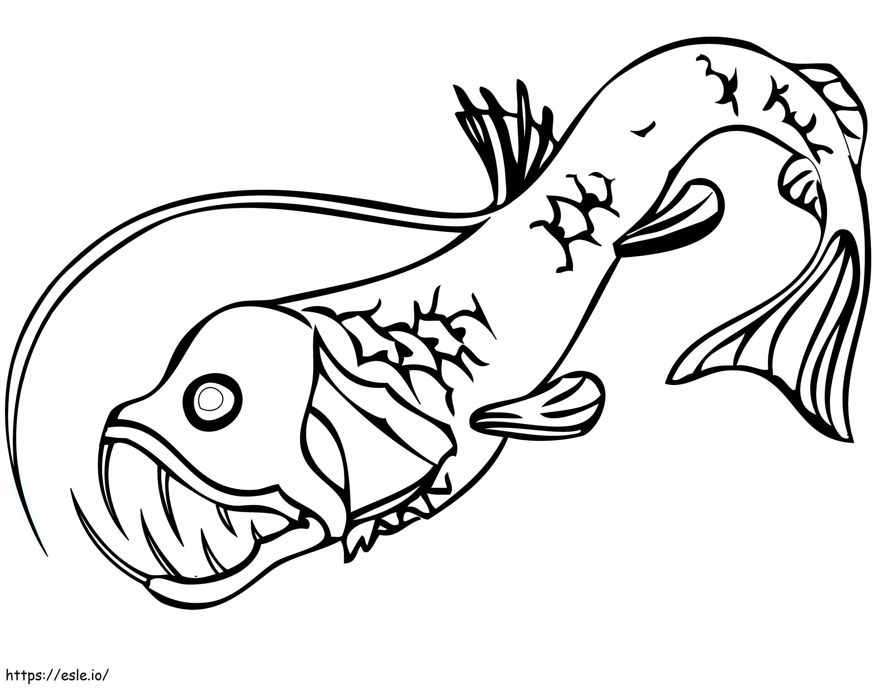 Um peixe-víbora para colorir