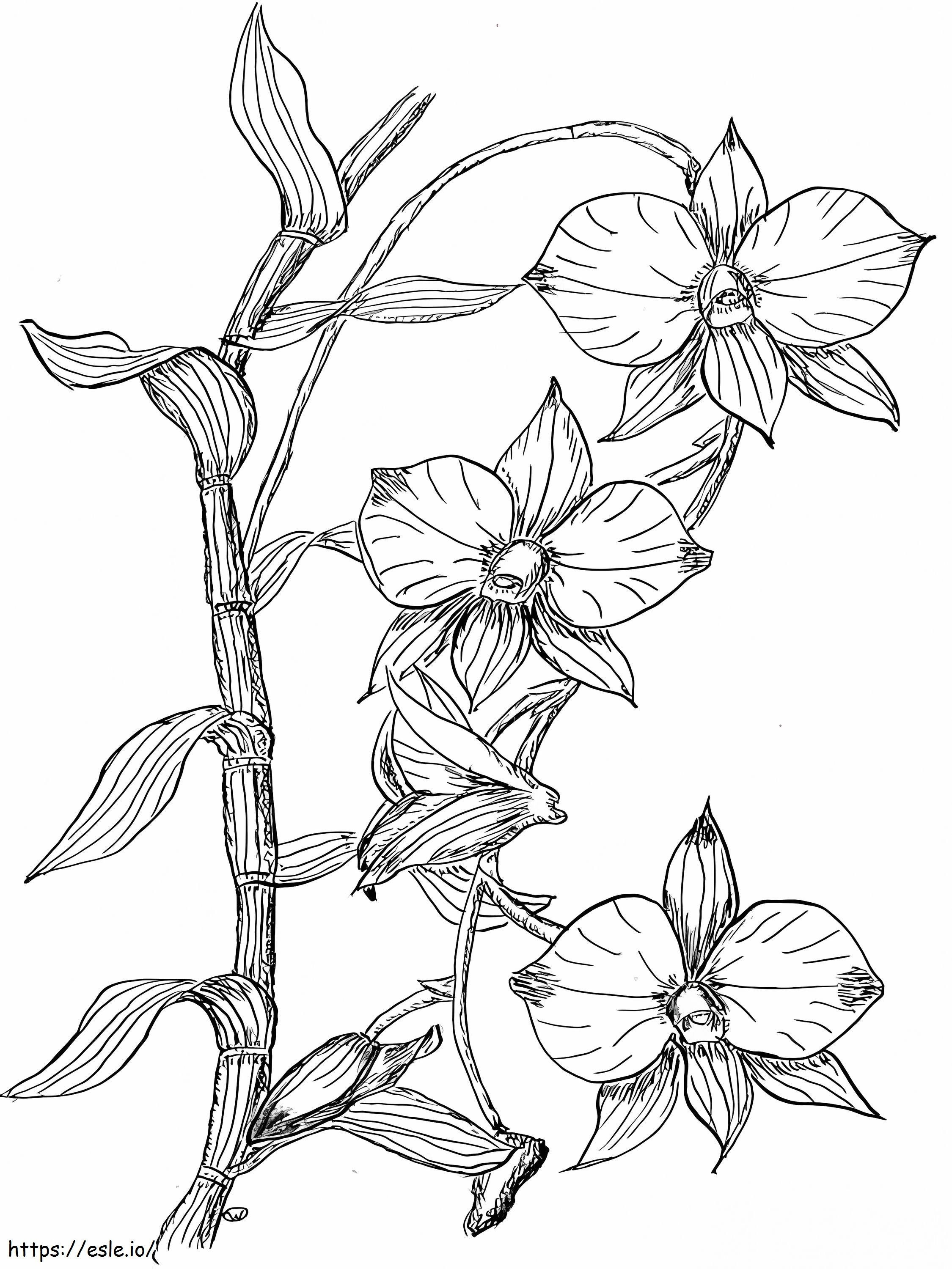 Coloriage Fleur d'orchidée à imprimer à imprimer dessin