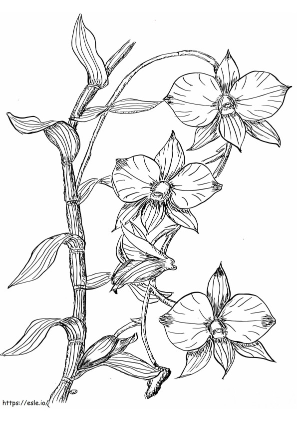 印刷する蘭の花 ぬりえ - 塗り絵