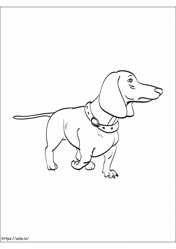 Dachshund 3 coloring page