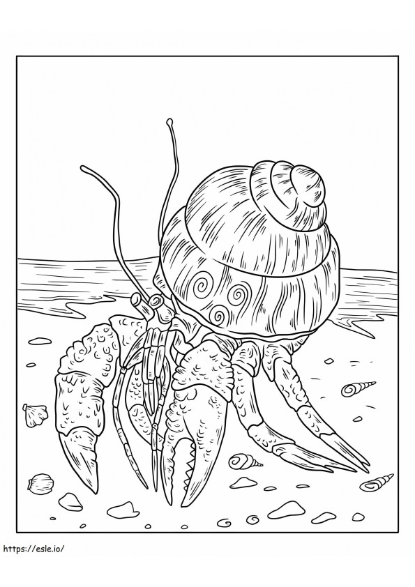Hermit Crab Walking On The Beach
