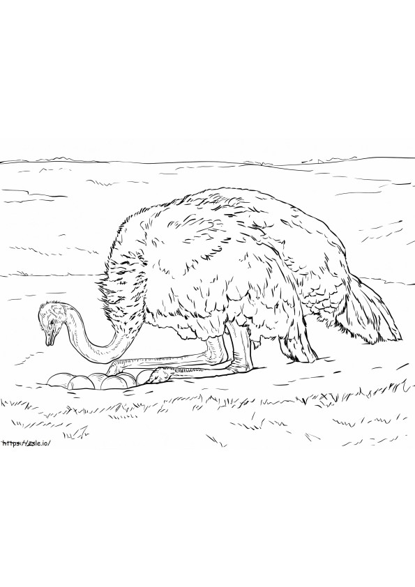 Ostrich With Eggs coloring page