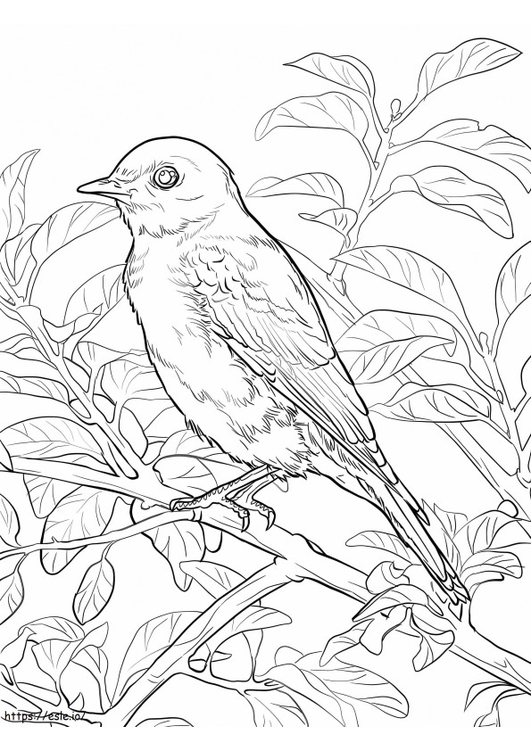 Eastern Bluebird coloring page
