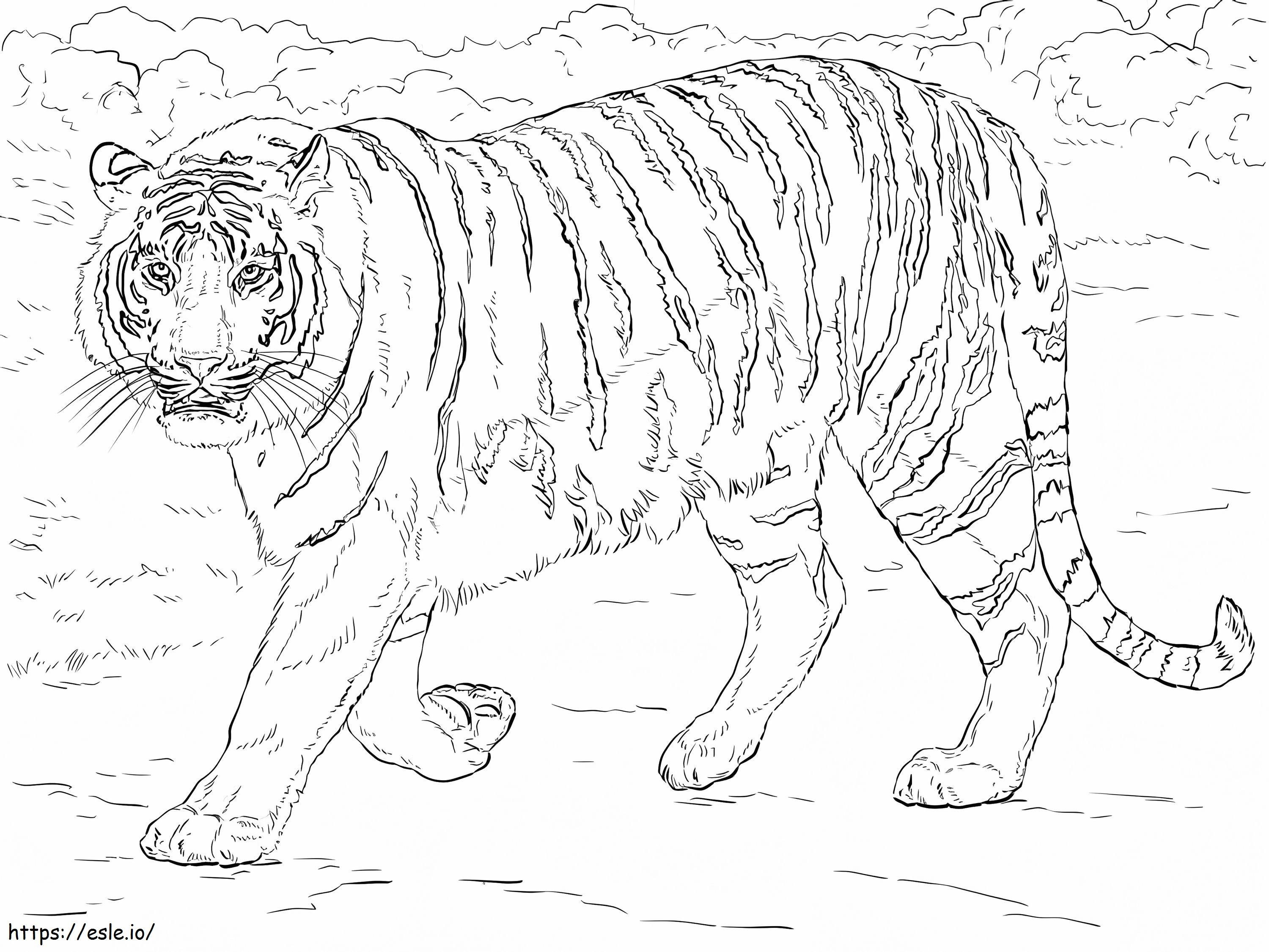 Tigre de Bengala realista para colorear