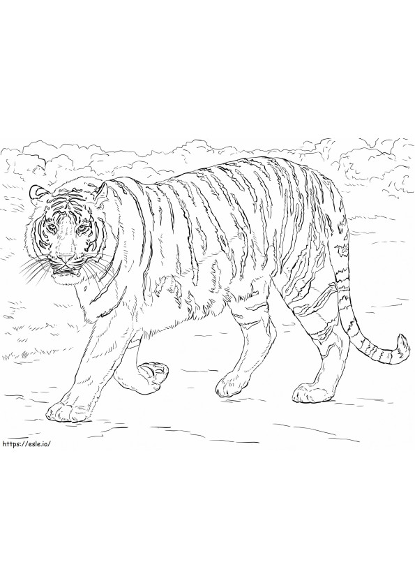 Realistic Bengal Tiger coloring page