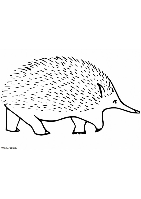 Free Printable Echidna coloring page