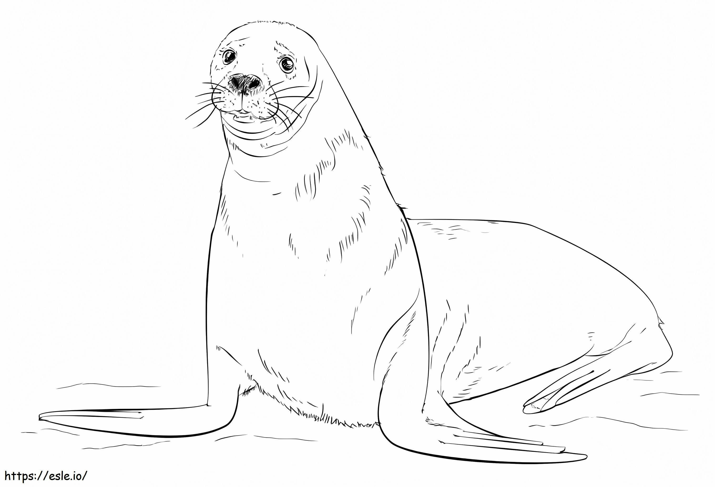 Coloriage Lion de mer brun à imprimer dessin