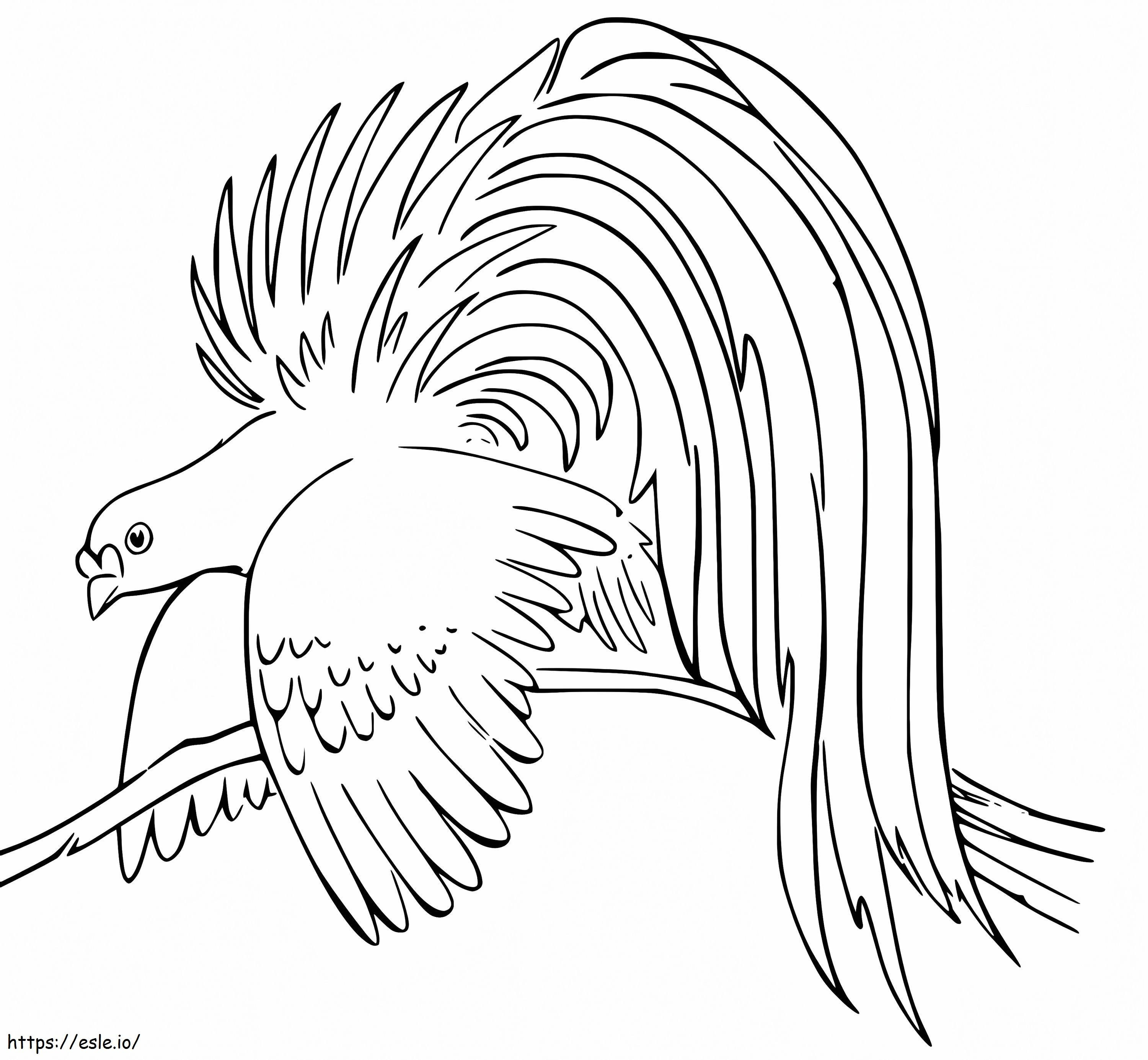 Lesser Bird Of Paradise coloring page
