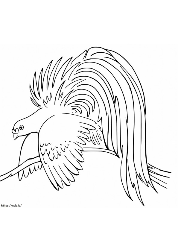 Coloriage Petit oiseau de paradis à imprimer dessin