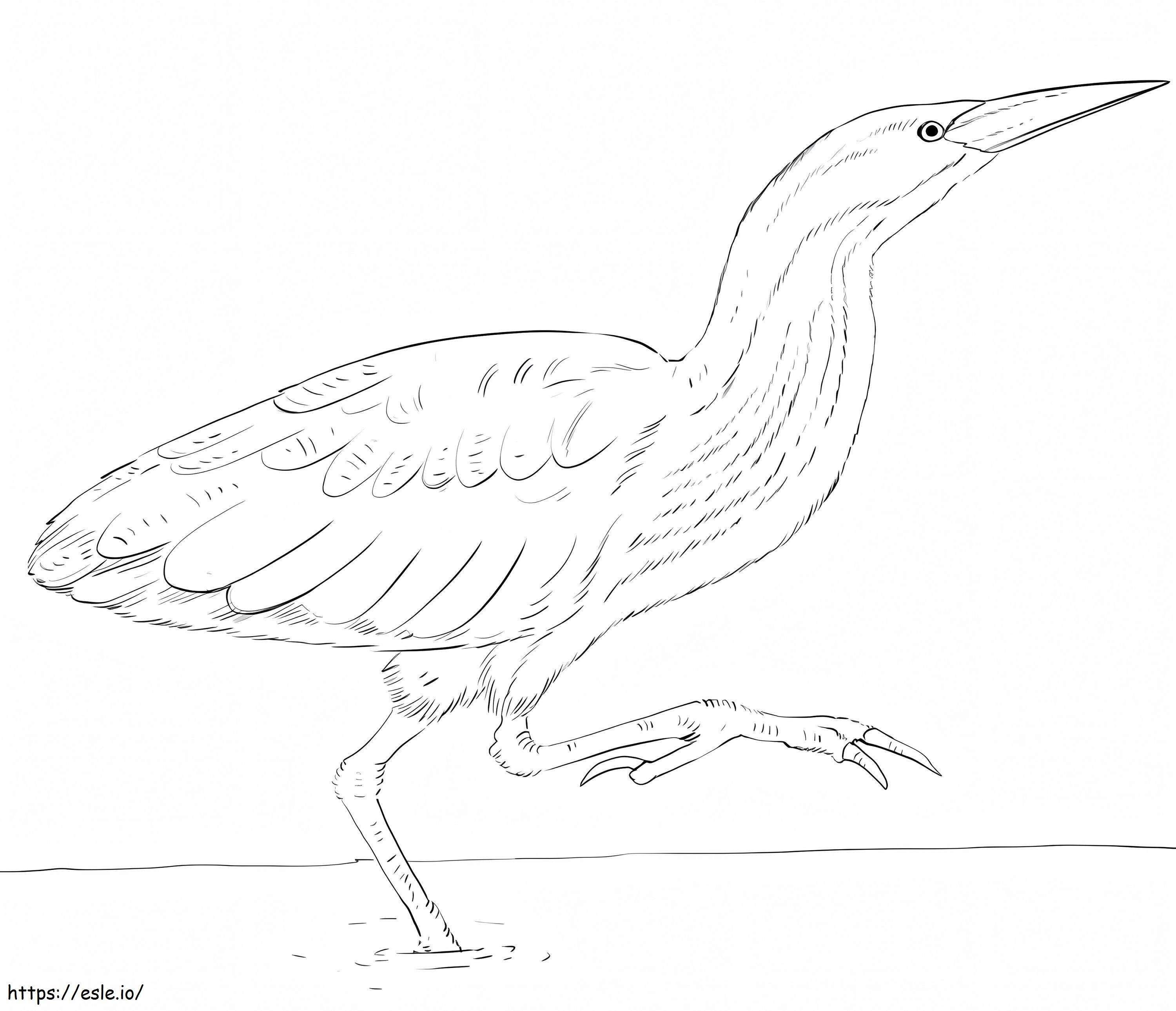 Printable Bittern coloring page
